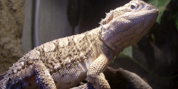 Quel type de lézard ?