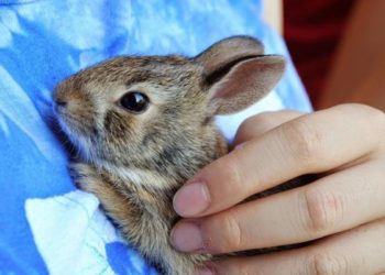 Puis-je mettre un collier à mon lapin ?