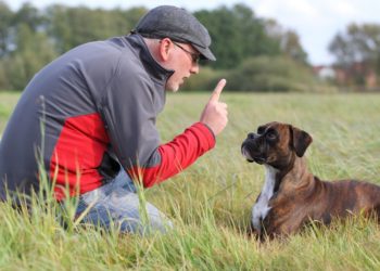 Quand commencer le dressage du rottweiler ?