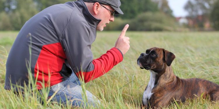 Quand commencer le dressage du rottweiler ?