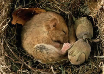 Pourquoi dormir comme un loir ?