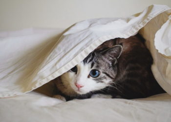 Comment habituer un chaton dans une nouvelle maison ?