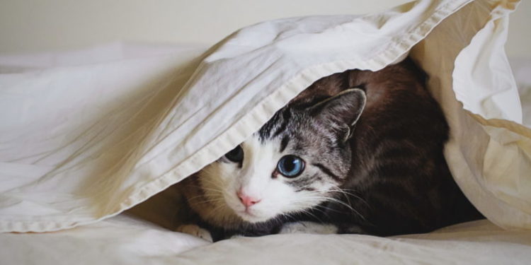 Comment habituer un chaton dans une nouvelle maison ?