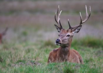 Comment s'appelle le jeune du cerf ?