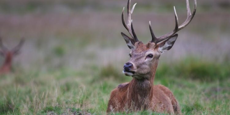 Comment s'appelle le jeune du cerf ?