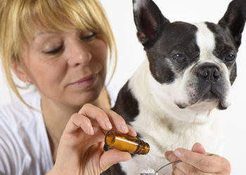 Quel antidouleur humain Peut-on donner à un chien ?