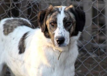 Quel antibiotique contre la toux du chenil ?