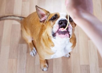 Quel aliment donner à un chien constipé ?