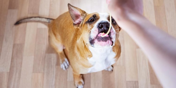 Quel aliment donner à un chien constipé ?