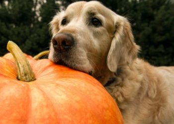 Quelle huile donner à un chien constipé ?