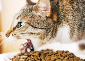 Quand s'inquiéter quand un chat vomit ?