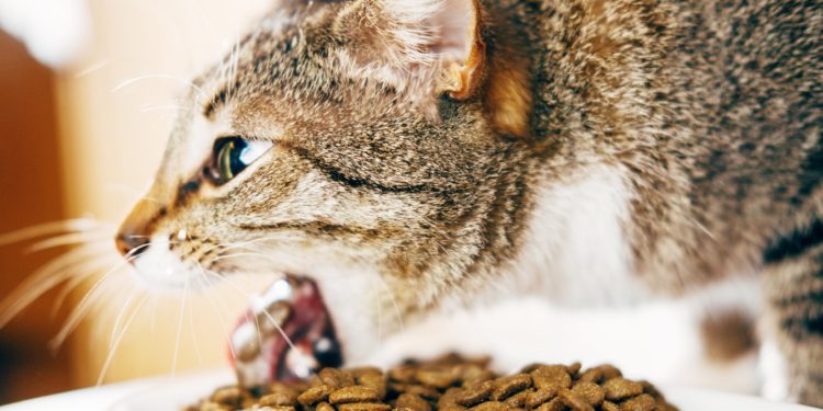 Quand s'inquiéter quand un chat vomit ?