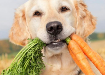 Quel laxatif donner à un chien ?