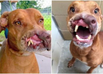 Est-ce que un chien peut être hyperactif ?