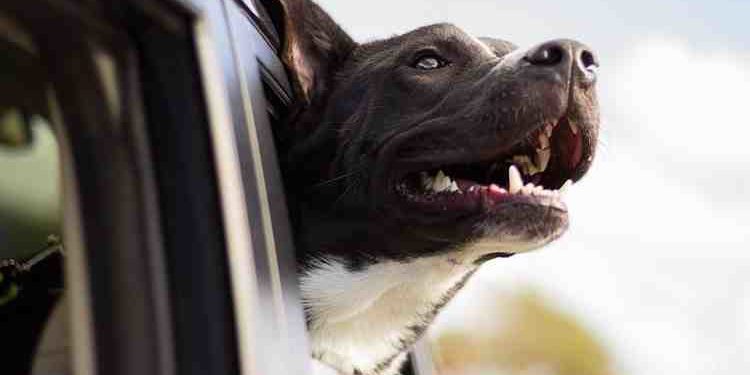 Quel médicament pour endormir un chien ?