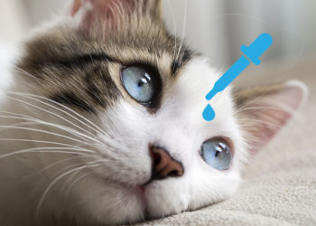 Quel produit pour conjonctivite chat ?