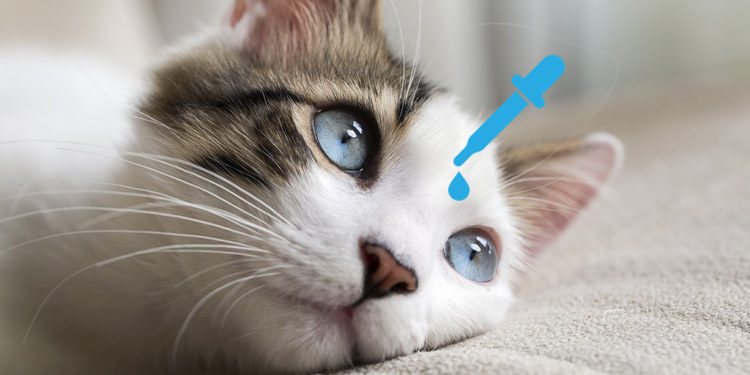 Quel produit pour conjonctivite chat ?