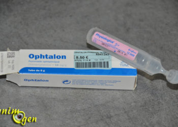 Quel antibiotique pour conjonctivite chien ?