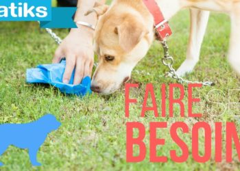 Comment apprendre à un chien à faire ses besoins à un endroit précis ?