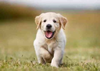 Quel chien pète le plus ?