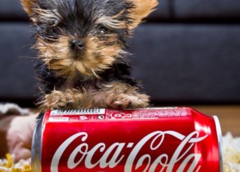 Quel est le meilleur petit chien ?