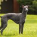 Quelle est la plus petite race de chien ?