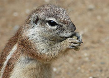 Quel animal commence par la lettre Q ?