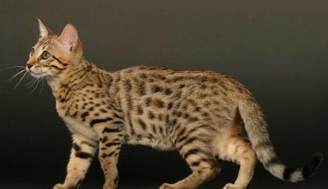 Comment s'appelle le chat qui ressemble à un léopard ?