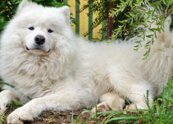 Quel nom pour un chien blanc ?