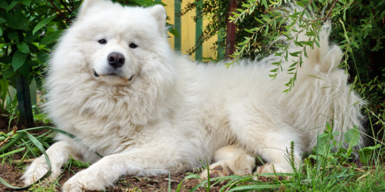 Quel nom pour un chien blanc ?