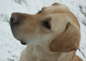 Quel nom donner à ma chienne ?