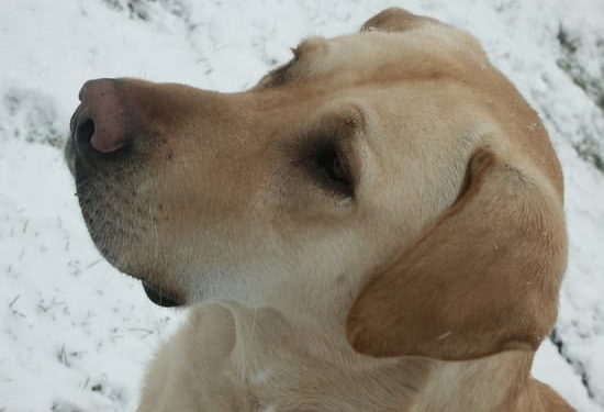 Quel nom donner à ma chienne ?