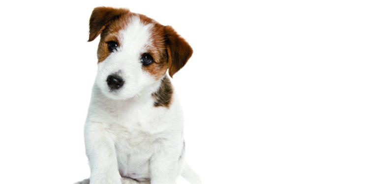 Comment choisir le nom d'un chien ?