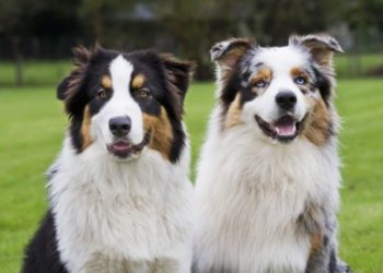 Quel est le nom de chien le plus populaire ?