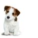 Comment choisir le nom d'un chien ?