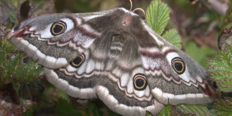 Quel est le nom de la femelle du paon ?