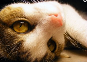 Quelle couleur de chat est le plus affectueux ?