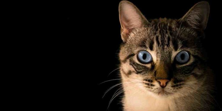 Quel est le chat le plus affectueux ?