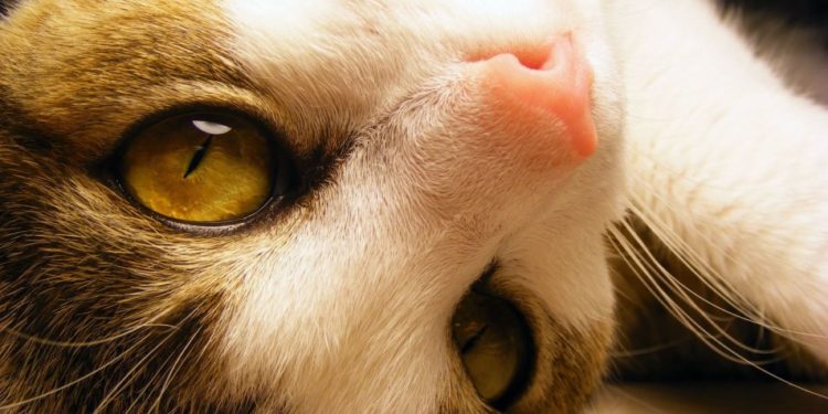 Quelle couleur de chat est le plus affectueux ?