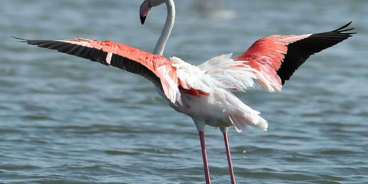 Quel nom donner à un flamant rose ?