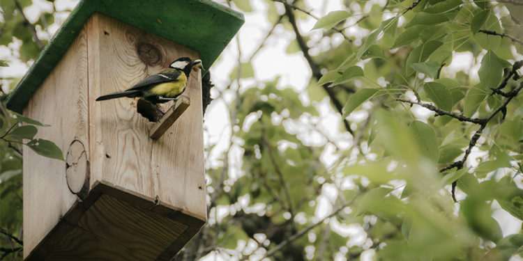 Quelle lettre pour les oiseau ?