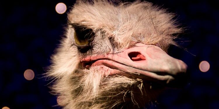 Pourquoi noms d'oiseaux ?