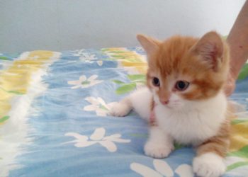 Quel nom donner à un chat mâle ?