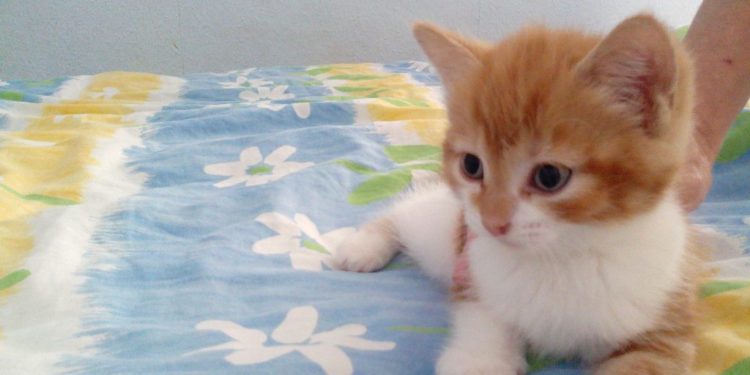 Quel nom donner à un chat mâle ?