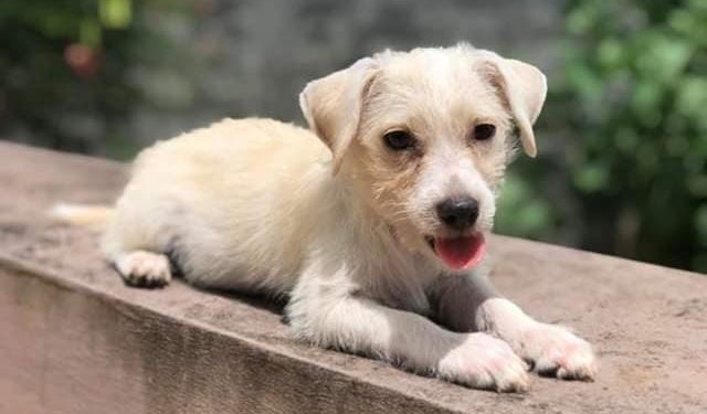 Comment s'appelle un chiot femelle ?