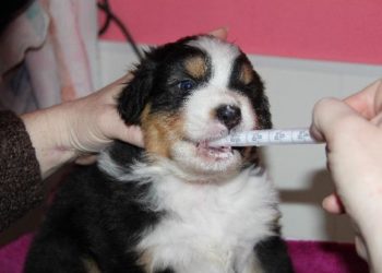 Comment fonctionne un vermifuge pour chien ?