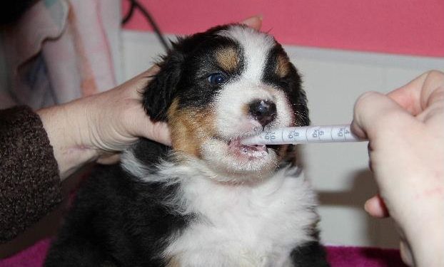 Comment fonctionne un vermifuge pour chien ?