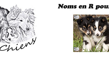 Quel nom pour chien 2020 ?