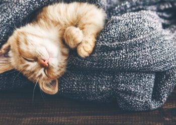 Comment appeler son chat en 2021 ?