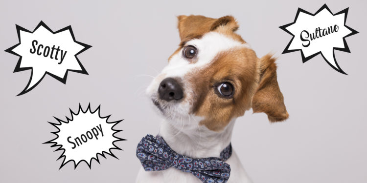 Quel nom pour un chien en 2021 ?